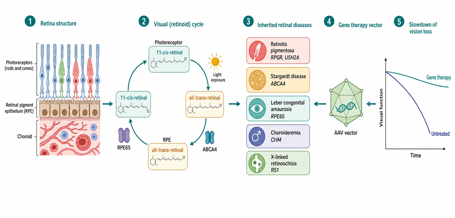 A clean scientific schematic on a white background in landscape flowing left to right in five connected stages joined by teal arrows. The first stage is a retinal cross-section with three labelled horizontal bands for the photoreceptors, the retinal pigment epithelium and the choroid. The second stage is a circular retinoid visual cycle loop showing the eleven-cis-retinal converting to the all-trans-retinal on the light exposure and returning through the retinal pigment epithelium where the RPE65 protein converts it back. The third stage is a vertical stack of five colour-coded gene tiles for the retinitis pigmentosa with the RPGR and USH2A genes, the Stargardt disease with the ABCA4 gene, the Leber congenital amaurosis with the RPE65 gene, the choroideremia with the CHM gene and the X-linked retinoschisis with the RS1 gene. The fourth stage is a small green adeno-associated virus vector capsule with a DNA strand. The fifth stage is a line graph of the time on the x-axis with a declining Untreated curve and a flatter Gene therapy curve.