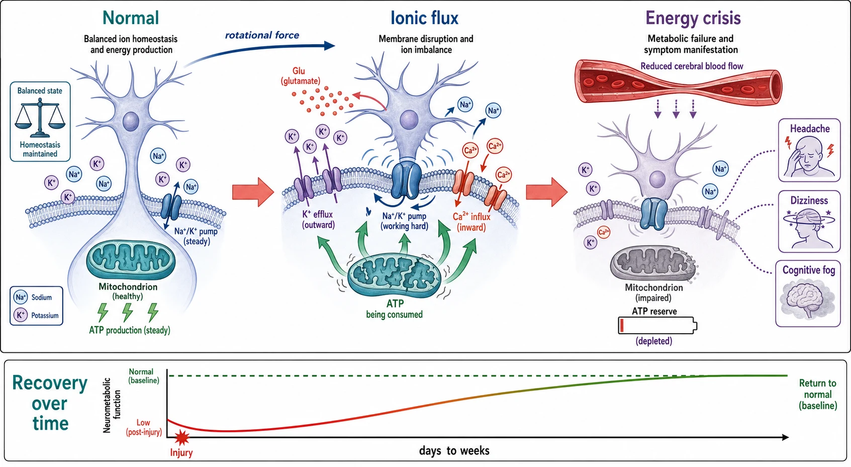 A scientific causal schematic on a white background showing the neurometabolic cascade of concussion. The left panel shows a normal neuron with balanced sodium and potassium ions across the membrane and steady ATP production by mitochondria. A coral arrow labelled rotational force leads to the centre panel where glutamate release opens ion channels, potassium rushes out of the cell, calcium rushes in, and the sodium-potassium pump works harder to restore balance, drawing large ATP arrows from the mitochondria. A second coral arrow labelled energy crisis leads to the right panel showing a depleted ATP reserve, impaired mitochondrial function, reduced cerebral blood flow shown as a narrowed vessel, and the somatic symptoms of headache and dizziness appearing as labelled tags. A horizontal recovery curve at the bottom rises from the injury point over days to weeks.