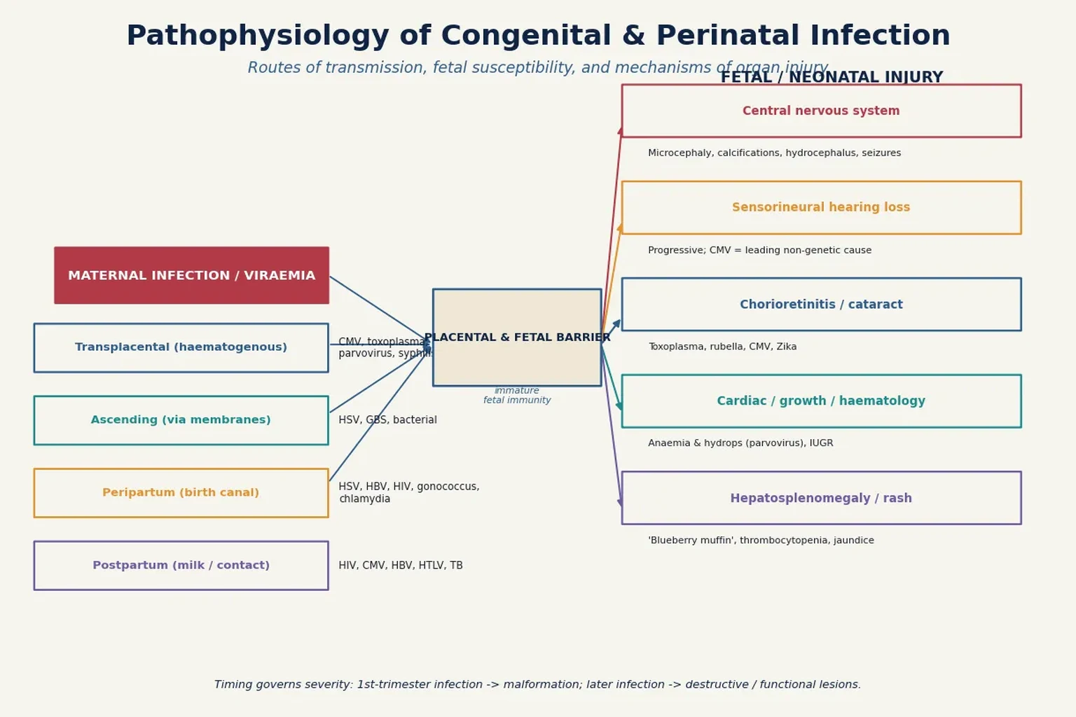 Diagram showing mechanisms of congenital and perinatal infection from maternal viraemia through transplacental, ascending, peripartum and postpartum routes, crossing the placental-fetal barrier with immature fetal immunity, to fetal organ injury including central nervous system damage, hearing loss, chorioretinitis, growth and haematological effects, and hepatosplenomegaly.