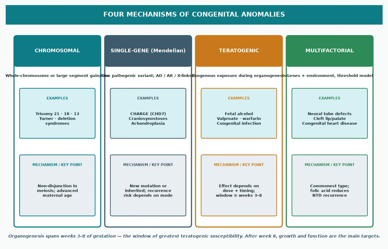 Four-panel landscape diagram of the mechanisms of congenital anomalies: chromosomal (Trisomy 21, 18, 13), single-gene or Mendelian (CHARGE, achondroplasia), teratogenic (fetal alcohol, valproate), and multifactorial (neural tube defects, cleft lip and palate)