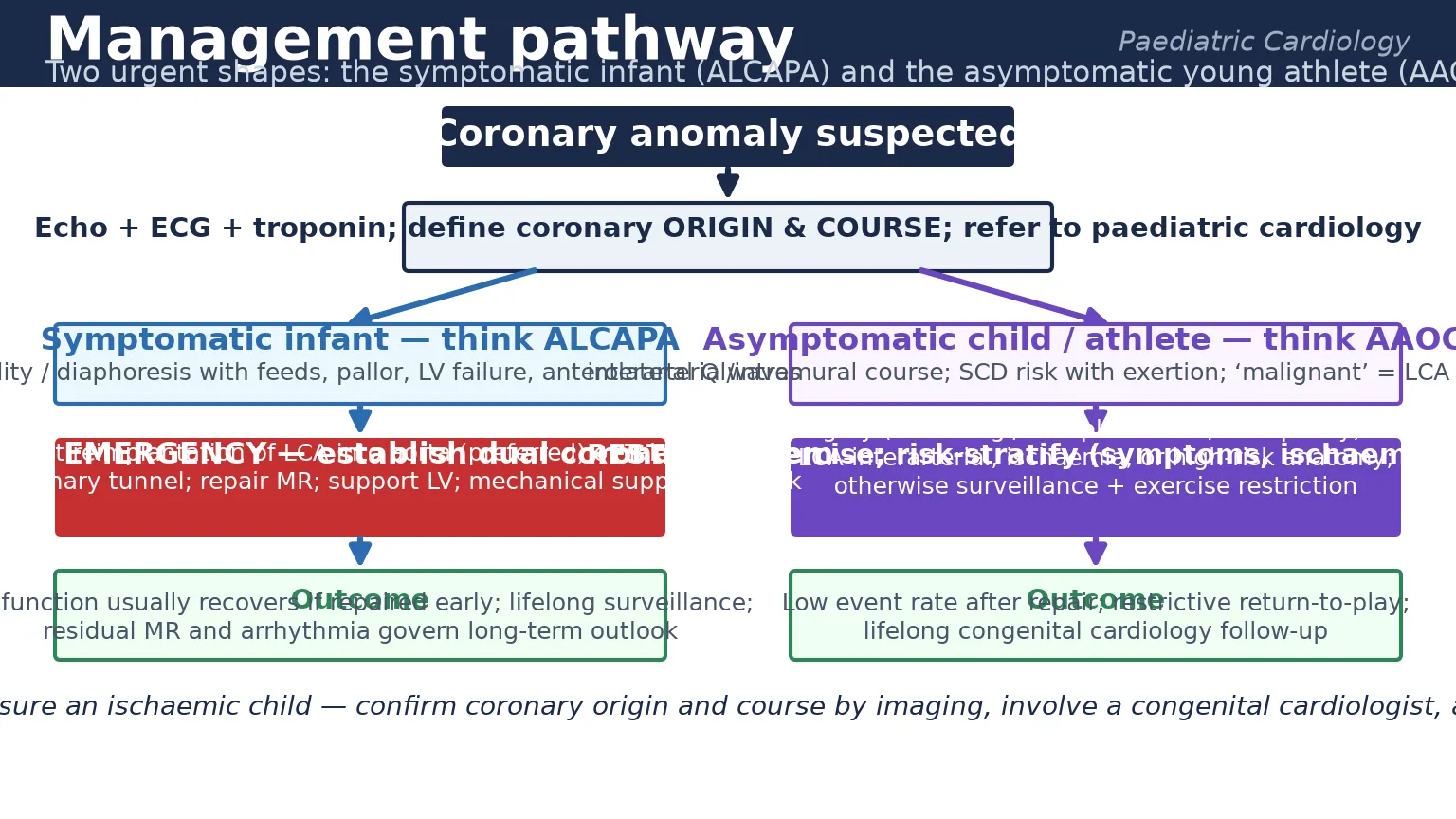 Educational management pathway schematic showing the suspected coronary anomaly passing through echocardiography with ECG and troponin to define coronary origin and course, then branching into the symptomatic infant with ALCAPA requiring surgical emergency reimplantation or Takeuchi repair with mechanical support as a bridge, and the asymptomatic young athlete with anomalous aortic origin requiring exercise restriction, risk stratification and surgery for malignant anatomy or surveillance for low-risk anatomy