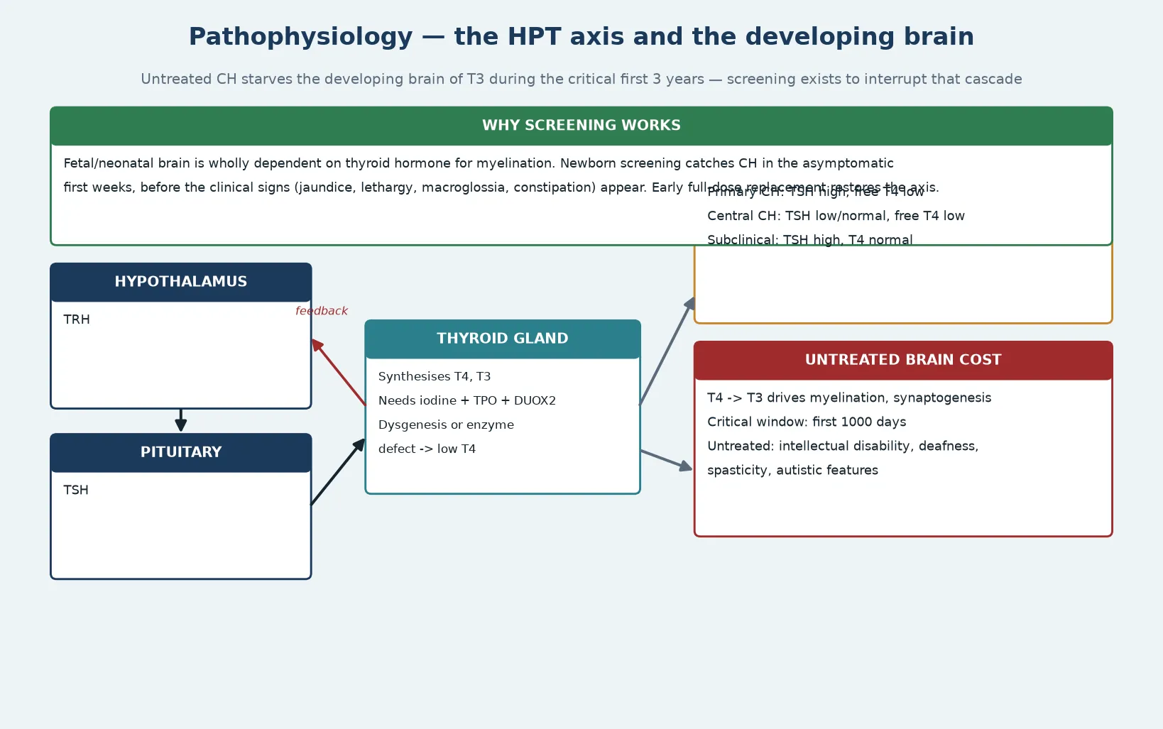 Vertical cascade of the hypothalamic-pituitary-thyroid axis from TRH through TSH to the thyroid gland producing T4 and T3, with feedback arrows, beside two outcome cards: the biochemical signature (primary high TSH low T4, central low TSH low T4) and the untreated brain cost (failed myelination, intellectual disability, deafness), with a banner explaining why screening works in the first thousand days