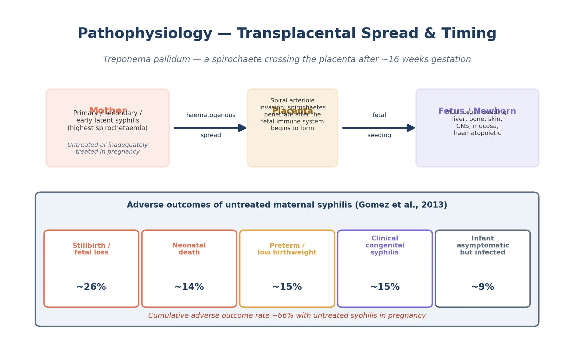 Mechanism cascade: maternal spirochitaemia in active primary, secondary or early-latent syphilis crosses the placenta after about sixteen weeks, seeds fetal liver, bone, skin, mucosa and bone marrow with endothelial proliferative injury; an adverse-outcome panel derived from Gomez 2013 shows stillbirth around 26 per cent, neonatal death around 14 per cent, preterm or low birthweight around 15 per cent, clinical congenital syphilis around 15 per cent and asymptomatic but infected infant around 9 per cent, with a cumulative adverse-outcome rate around 66 per cent