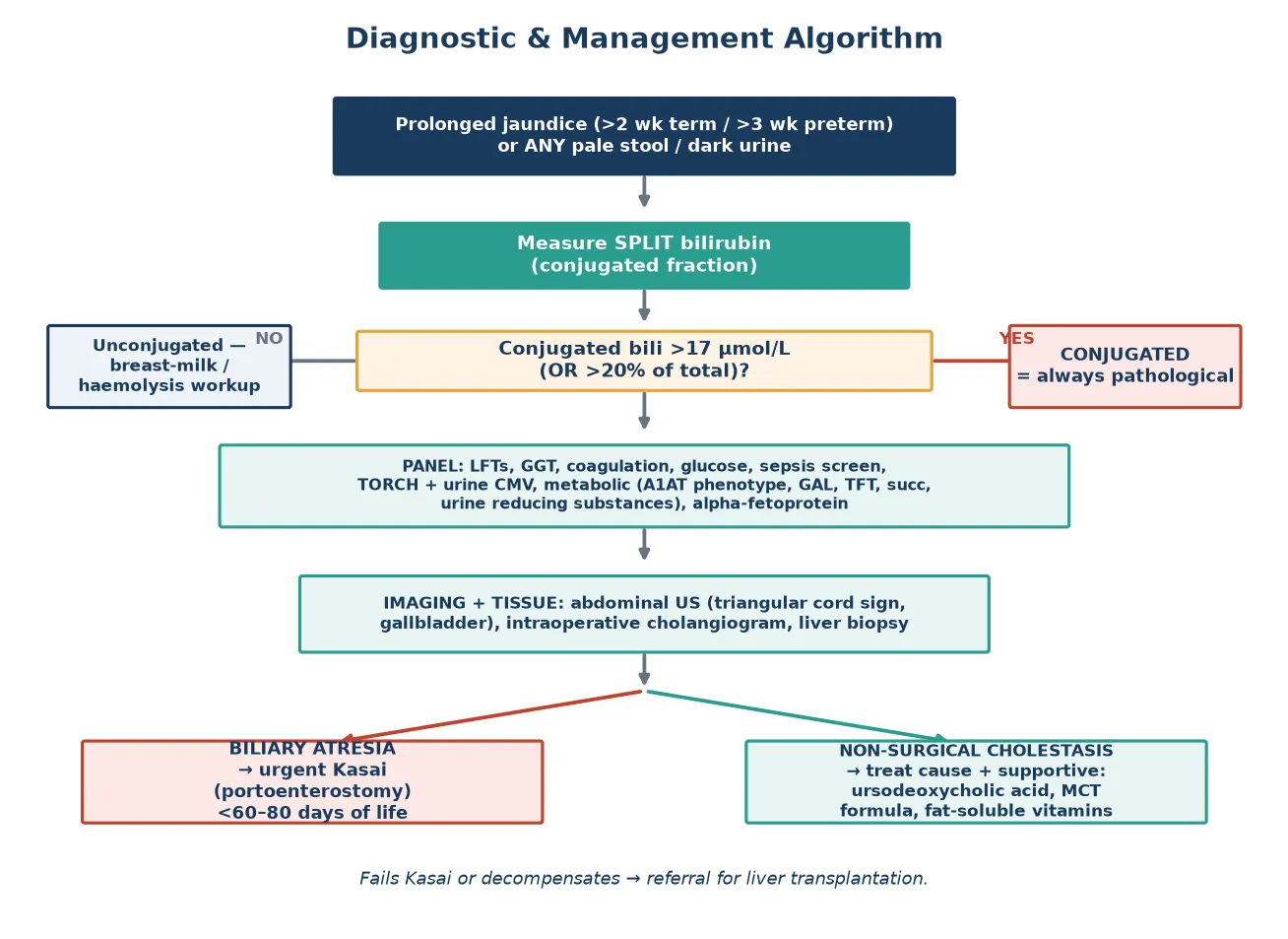 Stepwise diagnostic and management algorithm from prolonged jaundice through split bilirubin, the cholestatic workup, ultrasound and cholangiogram, branching to urgent Kasai portoenterostomy for biliary atresia or cause-specific supportive care for non-surgical cholestasis, with liver transplantation as the salvage pathway.
