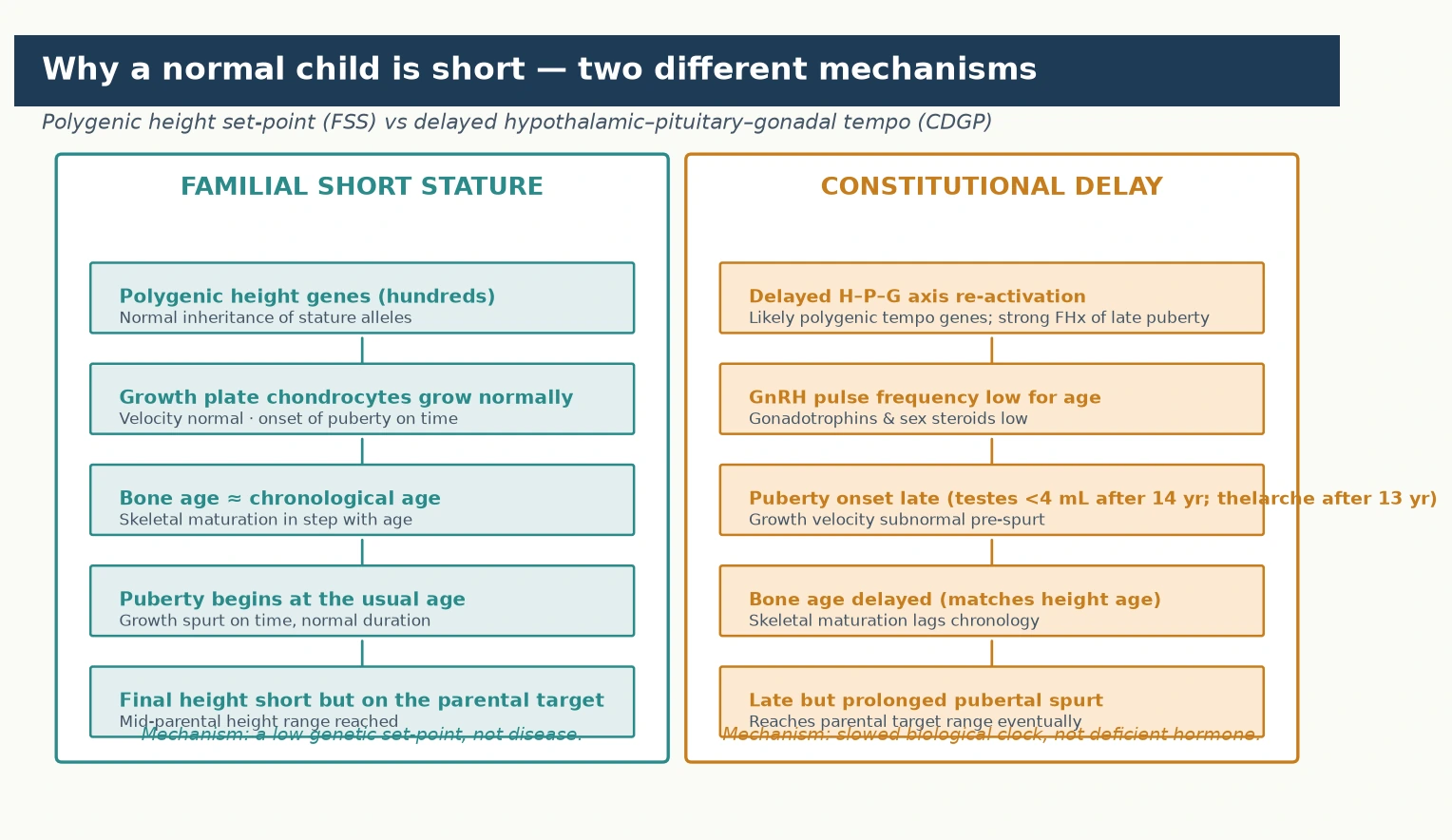 Two-panel pathophysiology: familial short stature as a low polygenic height set-point with normal bone age and on-time puberty, and constitutional delay as a delayed hypothalamic-pituitary-gonadal axis reactivation with low gonadotrophins, delayed bone age, and a late but prolonged pubertal growth spurt