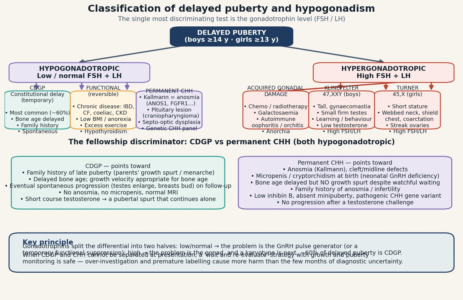 The gonadotrophin-based classification of delayed puberty, splitting into a hypogonadotropic branch (low or normal FSH and LH: constitutional delay, functional reversible suppression, and permanent congenital hypogonadotropic hypogonadism including Kallmann syndrome) and a hypergonadotropic branch (high FSH and LH: Klinefelter 47,XXY, Turner 45,X, and acquired gonadal damage from chemotherapy or radiation), with a footer contrasting the features that separate constitutional delay of growth and puberty from permanent congenital hypogonadotropic hypogonadism at presentation
