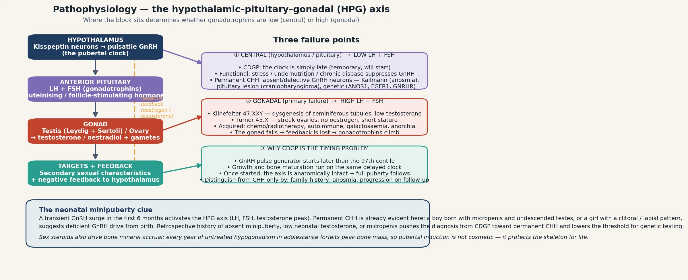 The hypothalamic-pituitary-gonadal axis drawn as a vertical cascade from the kisspeptin and GnRH pulse generator in the hypothalamus through the gonadotrophin-releasing pituitary to the gonad (testis Leydig and Sertoli cells, or ovary) producing testosterone or oestradiol with negative feedback, and three labelled failure points: central block producing low gonadotrophins (CDGP, functional suppression, permanent CHH and Kallmann with anosmia), gonadal block producing high gonadotrophins (Klinefelter, Turner, acquired damage), and the timing problem of CDGP, with a footer on the neonatal minipuberty and the bone-mass cost of untreated hypogonadism