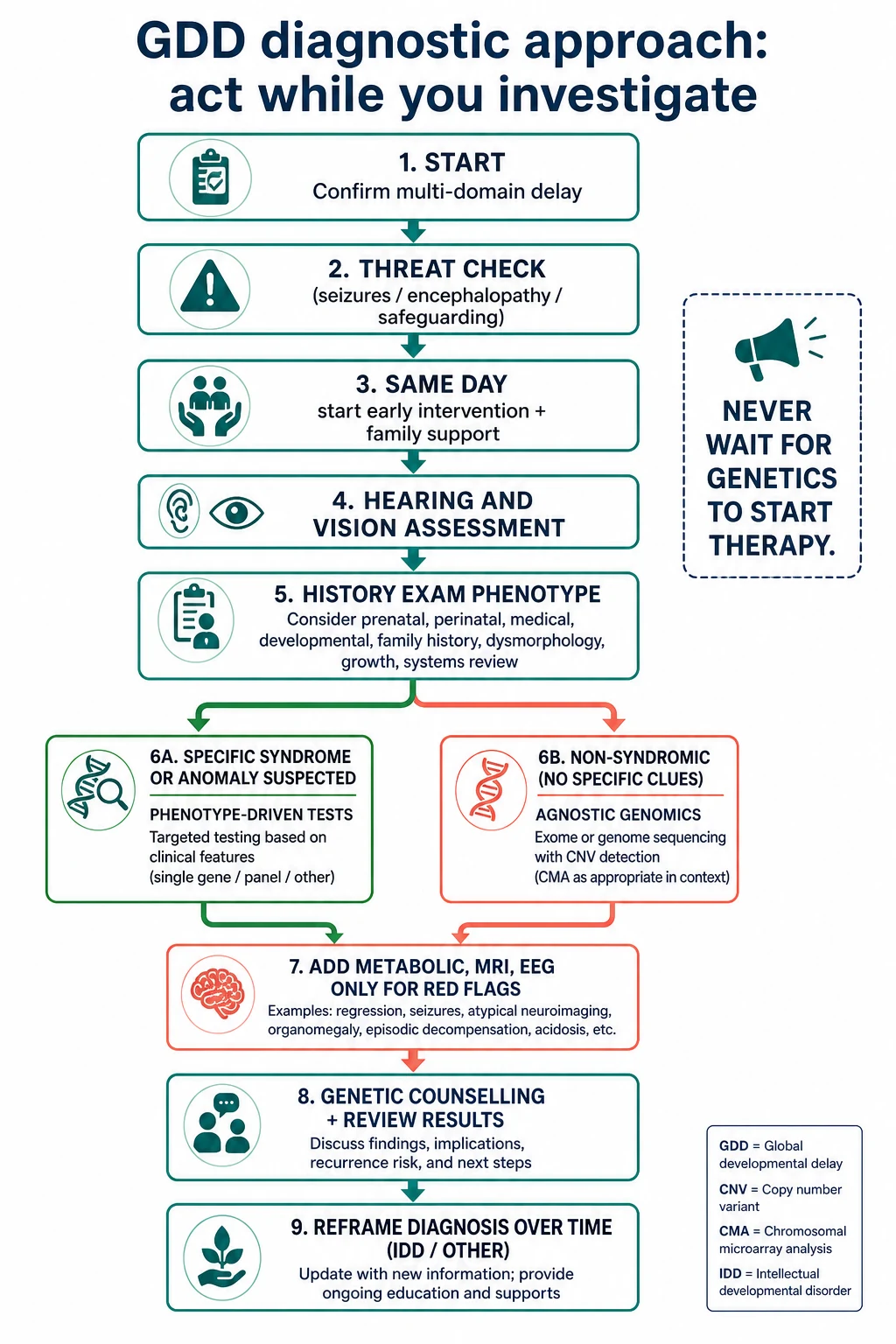 Stepwise algorithm from confirming GDD through threat check, early intervention, hearing and vision, genetic pathways, selective tests, counselling and follow-up