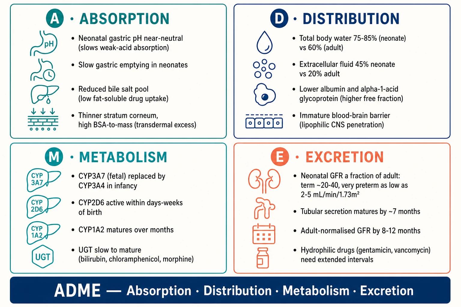 The ADME framework in paediatrics: four panels summarising how absorption, distribution, metabolism and excretion change with development