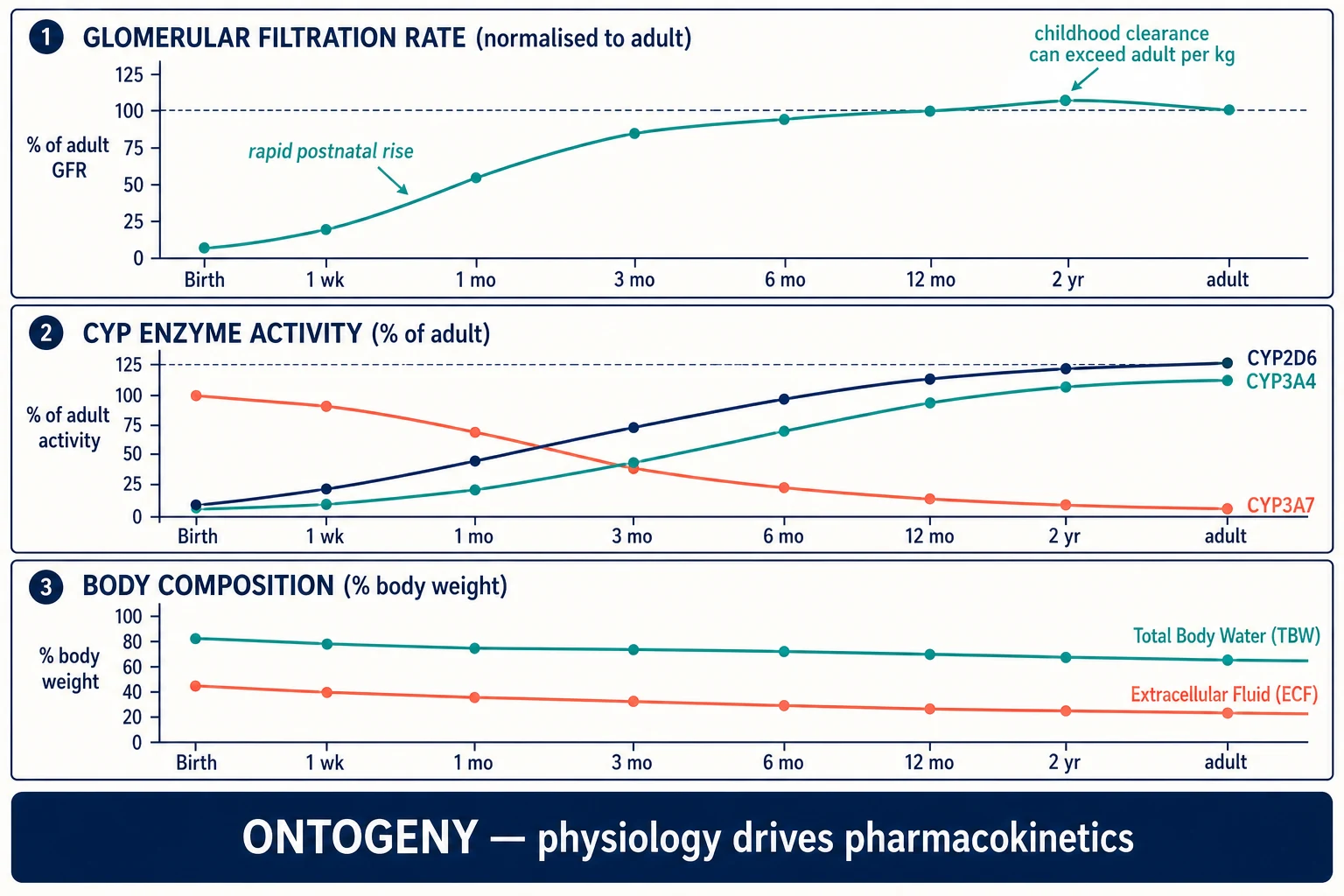 Ontogeny curves showing maturation of glomerular filtration rate, CYP enzyme activity and body composition across paediatric life