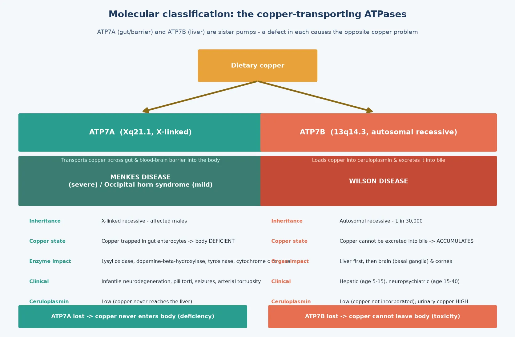 Two-panel molecular classification contrasting ATP7A (X-linked, gut and blood-brain barrier copper transport, whose failure causes Menkes disease with copper deficiency) and ATP7B (autosomal recessive, hepatocyte copper loading into ceruloplasmin and biliary excretion, whose failure causes Wilson disease with copper accumulation), with rows for inheritance, copper state, enzyme and organ impact, clinical presentation and ceruloplasmin result for each