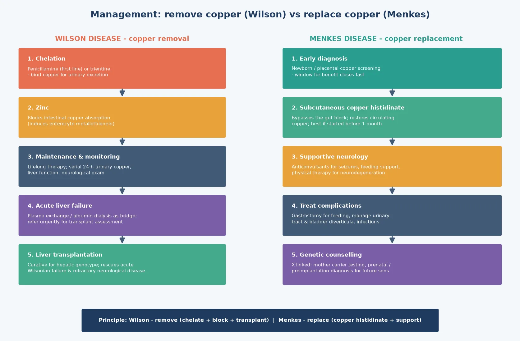 Two parallel five-step management ladders: on the left Wilson disease management from chelation with penicillamine or trientine, through zinc to block intestinal absorption, maintenance monitoring with 24-hour urinary copper, acute liver failure bridging with plasma exchange, to liver transplantation as definitive cure; on the right Menkes disease management from early neonatal diagnosis, through subcutaneous copper histidinate, supportive neurology with anticonvulsants and feeding, treatment of complications, to genetic counselling for the X-linked family