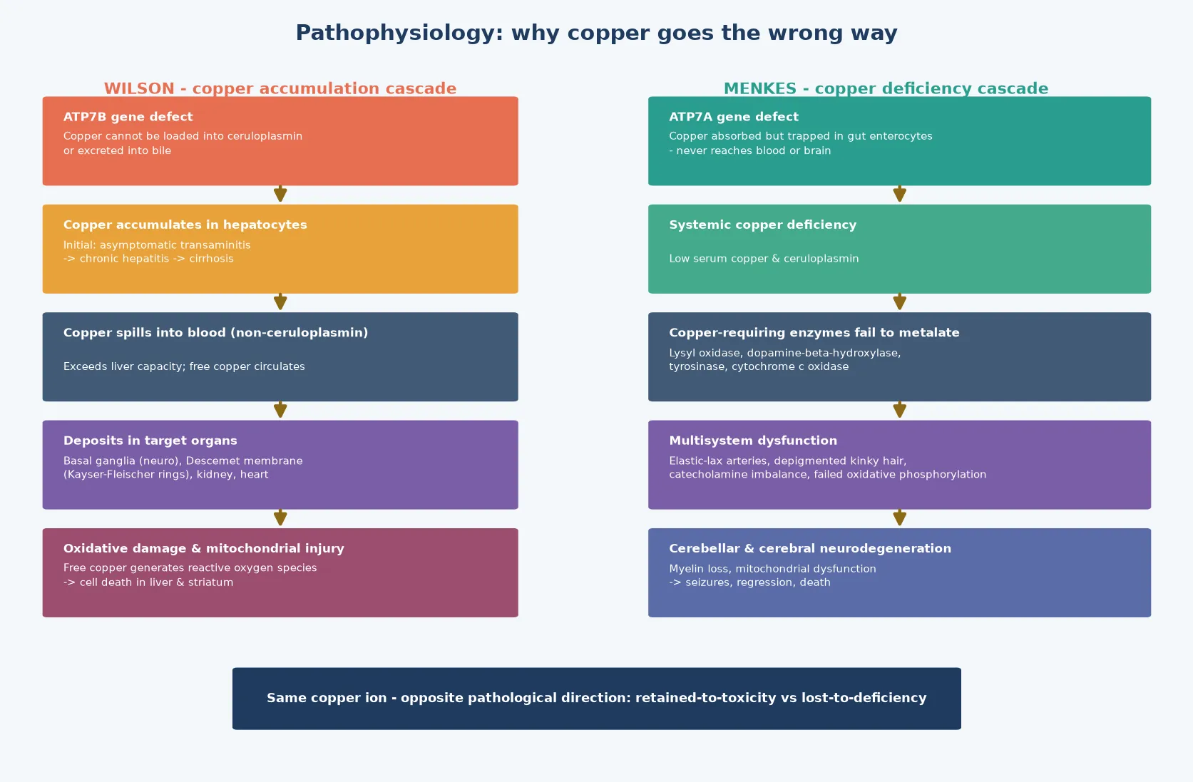 Two parallel five-step cascades: on the left the Wilson copper accumulation cascade from ATP7B defect through hepatocyte accumulation, spillage of free copper into blood, deposition in basal ganglia and cornea, to oxidative mitochondrial injury; on the right the Menkes copper deficiency cascade from ATP7A defect through copper trapped in enterocytes, systemic deficiency, failure of copper-dependent enzyme metalation, multisystem dysfunction, to cerebellar and cerebral neurodegeneration