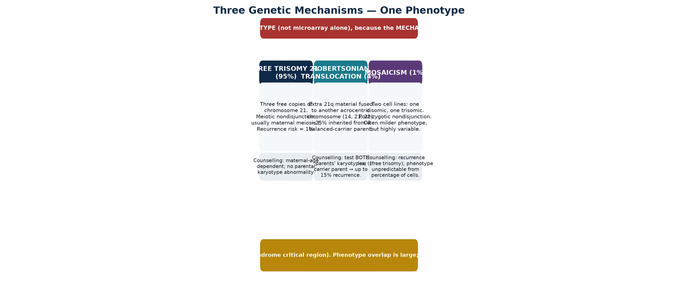 Three genetic mechanisms of Down syndrome shown as columns — free trisomy 21 at 95 per cent, Robertsonian translocation at 4 per cent, mosaicism at 1 per cent — each annotated with the meiotic origin and the genetic-counselling implication, with a footer noting the shared Down syndrome critical region