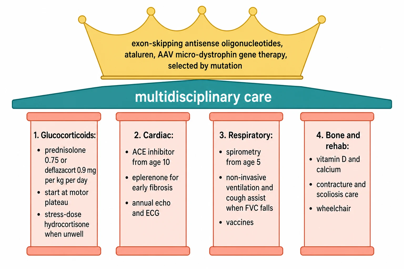 A clean medical-education management schematic on a white background. Four coral pillars stand under a teal roof labelled multidisciplinary care. The first pillar reads glucocorticoids, prednisolone 0.75 or deflazacort 0.9 mg per kg per day started at the motor plateau, with a side note on stress-dose hydrocortisone. The second pillar reads cardiac surveillance, angiotensin-converting-enzyme inhibitor or angiotensin receptor blocker from age 10 and eplerenone for early fibrosis, with annual echo and ECG. The third pillar reads respiratory care, annual spirometry from age 5, non-invasive ventilation and cough assist when the forced vital capacity falls, and vaccines. The fourth pillar reads bone and rehabilitation, vitamin D and calcium, contracture and scoliosis management, and the wheelchair. Above the roof a gold crown lists the precision therapies as exon-skipping antisense oligonucleotides, nonsense-readthrough ataluren, and AAV micro-dystrophin gene therapy, each selected by mutation.