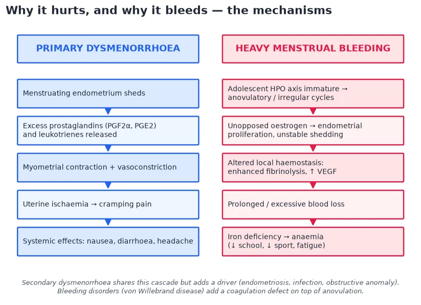 Two parallel cascades: on the left, primary dysmenorrhoea from endometrial shedding through excess prostaglandins PGF2α and PGE2 to myometrial contraction, vasoconstriction and uterine ischaemia with cramping pain; on the right, heavy menstrual bleeding from the immature hypothalamic-pituitary-ovarian axis and anovulation through unopposed oestrogen to altered local haemostasis and enhanced fibrinolysis