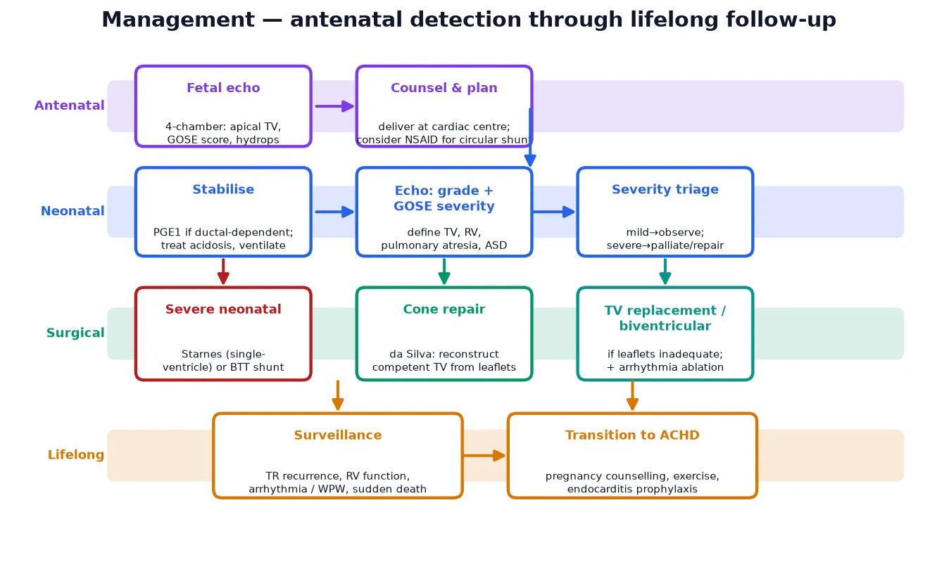 Stepwise management of Ebstein anomaly from antenatal detection through lifelong follow-up, arranged in four horizontal lanes. Antenatal lane: fetal echocardiography to grade the GOSE score and detect hydrops, followed by counselling and planned delivery at a cardiac centre with consideration of prenatal non-steroidal therapy for a circular shunt. Neonatal lane: stabilisation with prostaglandin E1 if ductal-dependent, echocardiographic grading and severity triage from mild observation through to severe palliation. Surgical lane: severe neonatal disease managed by the Starnes single-ventricle procedure or a systemic-to-pulmonary shunt, moderate disease by the cone reconstruction that rebuilds a competent tricuspid valve from the patient's own leaflet tissue, and cases with inadequate leaflets by tricuspid-valve replacement with concomitant arrhythmia ablation. Lifelong lane: surveillance for recurrent tricuspid regurgitation, right-ventricular function, arrhythmia and sudden death, and structured transition to adult congenital heart disease services covering pregnancy counselling, exercise guidance and endocarditis prophylaxis.