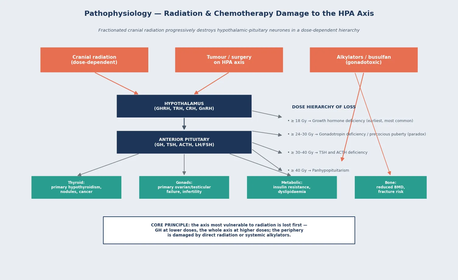 A vertical cascade showing cranial radiation, tumour or surgery on the hypothalamic-pituitary axis, and alkylating chemotherapy descending into the hypothalamus and then the anterior pituitary, with a side panel listing the dose hierarchy of loss from 18 Gy for growth hormone through 24 to 30 Gy for gonadotropins to 30 to 40 Gy for TSH and ACTH to over 40 Gy for panhypopituitarism, then splitting into four peripheral consequence branches of thyroid with primary hypothyroidism and cancer, gonads with primary ovarian or testicular failure, metabolic with insulin resistance and dyslipidaemia, and bone with reduced mineral density, ending with a core-principle statement that the most radiation-vulnerable axis is lost first