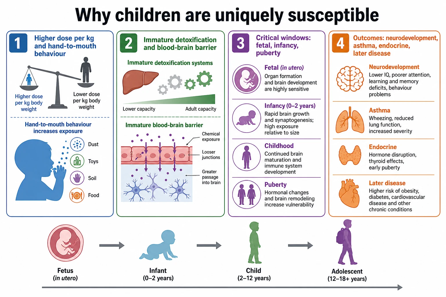 Four-panel educational schematic of higher childhood dose, immature detoxification, critical developmental windows, and long-term outcomes