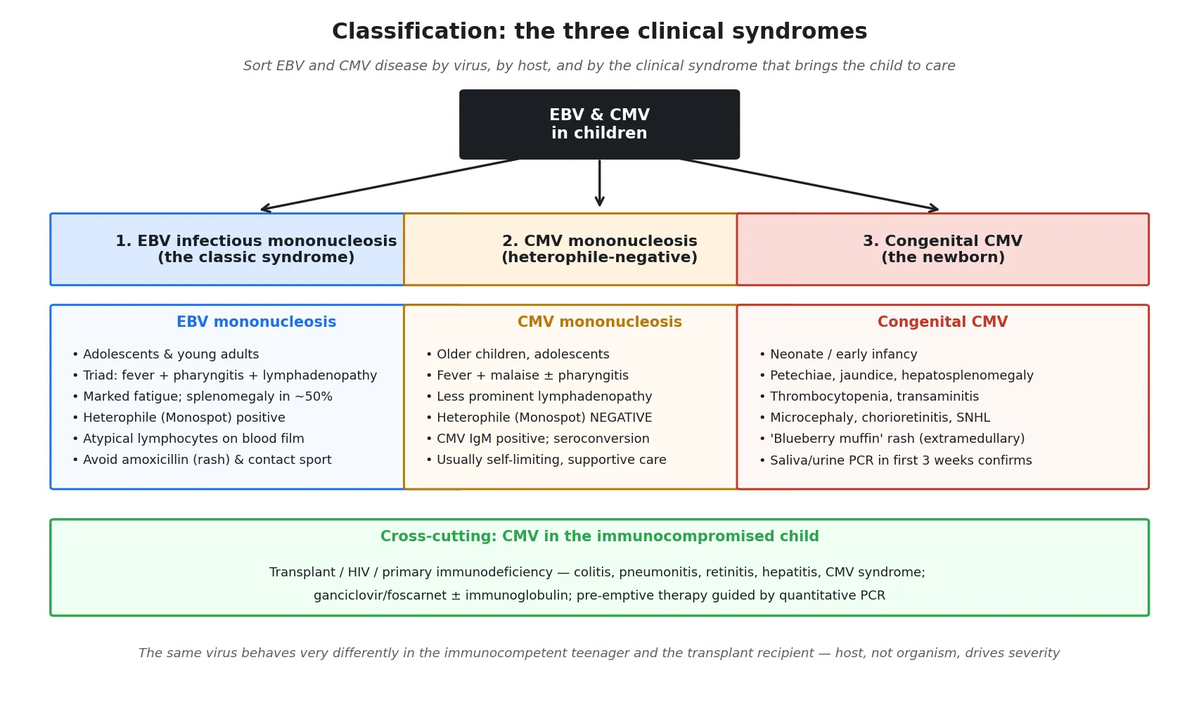 Three-column classification schematic: EBV infectious mononucleosis (the classic adolescent triad, heterophile positive), CMV heterophile-negative mononucleosis (older child, milder), and congenital CMV (the newborn with petechiae, jaundice, thrombocytopenia and sensorineural hearing loss), with a cross-cutting row for CMV end-organ disease in the immunocompromised host