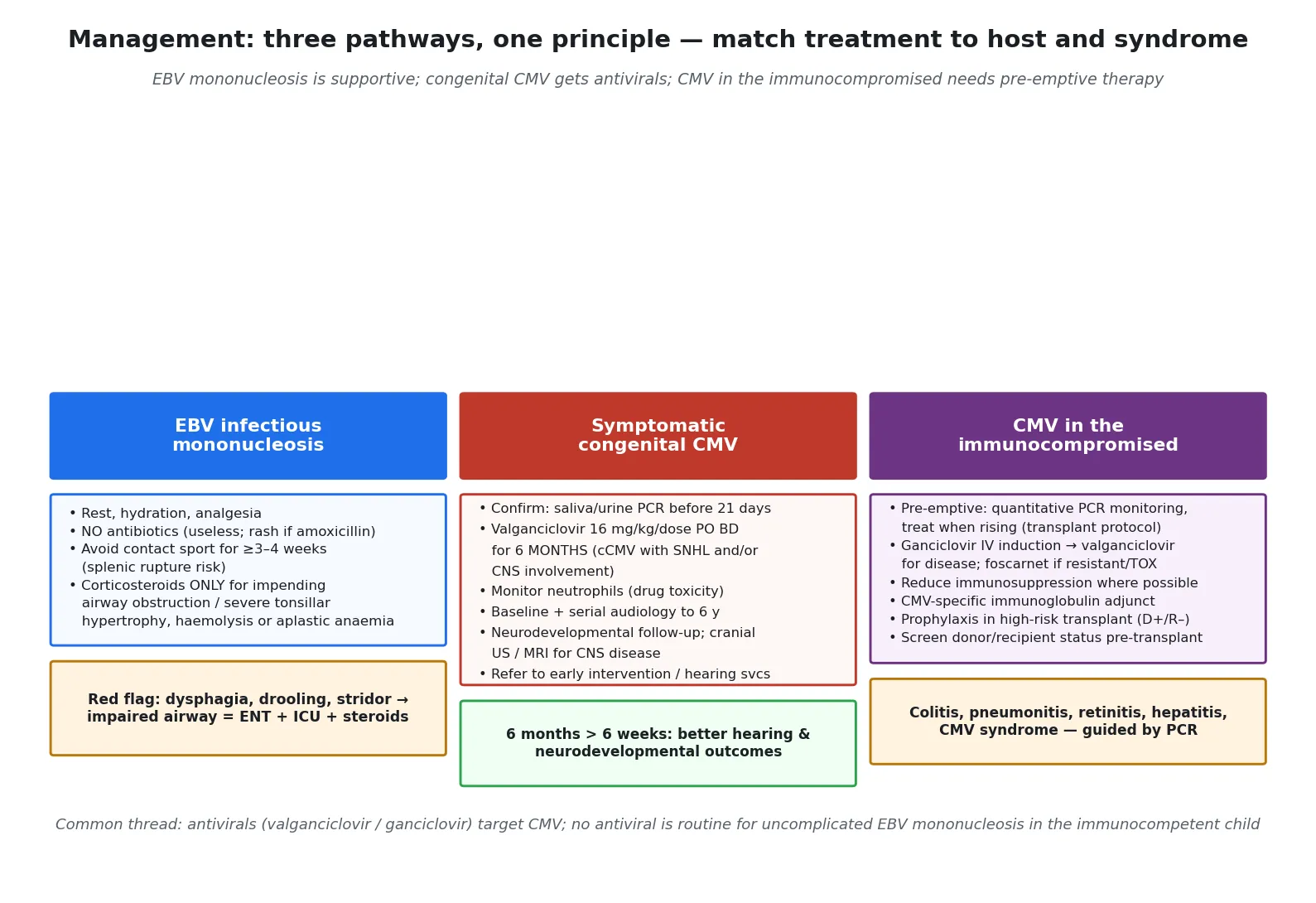 Three-column management pathway: EBV mononucleosis (supportive care, no antibiotics, corticosteroids only for airway obstruction, contact-sport restriction for at least three to four weeks for splenic-rupture risk), symptomatic congenital CMV (valganciclovir for six months with neutrophil monitoring and serial audiology), and CMV in the immunocompromised host (pre-emptive PCR-guided therapy, ganciclovir induction, foscarnet for resistance, reduce immunosuppression)