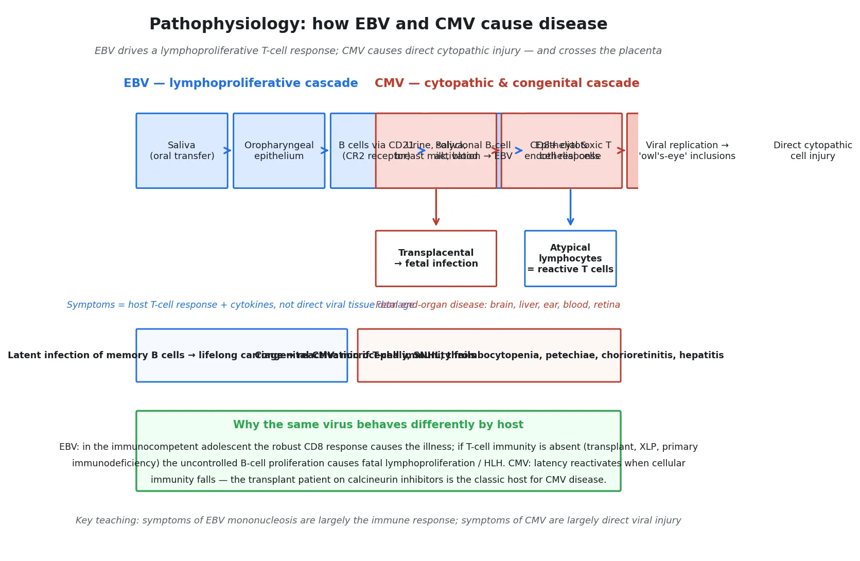 Two parallel pathophysiology cascades: EBV (saliva to oropharyngeal epithelium to B cell via the CD21 receptor, polyclonal B-cell activation, CD8 cytotoxic T-cell response, atypical lymphocytes, latent memory-B-cell reservoir) and CMV (body fluids to epithelial and endothelial cells with owl's-eye intranuclear inclusions, direct cytopathic injury, transplacental fetal infection), with a host-dependent severity footer