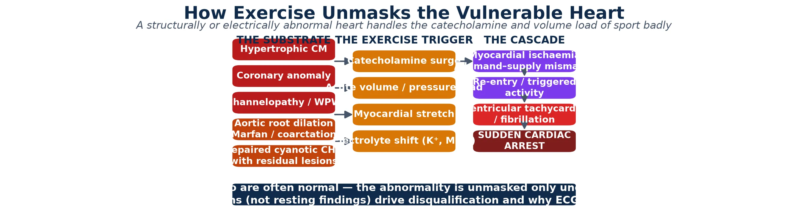 Educational mechanism schematic with three columns showing the substrate (hypertrophic cardiomyopathy, anomalous coronary artery, channelopathy and accessory pathway, aortic root dilation in Marfan, repaired cyanotic congenital heart disease with residual lesions), the exercise trigger (catecholamine surge, acute volume and pressure load, myocardial stretch, potassium and magnesium electrolyte flux), and the cascade (myocardial ischaemia and demand-supply mismatch, re-entry and triggered activity, ventricular tachycardia and fibrillation, sudden cardiac arrest), with a key insight that the resting ECG may be normal