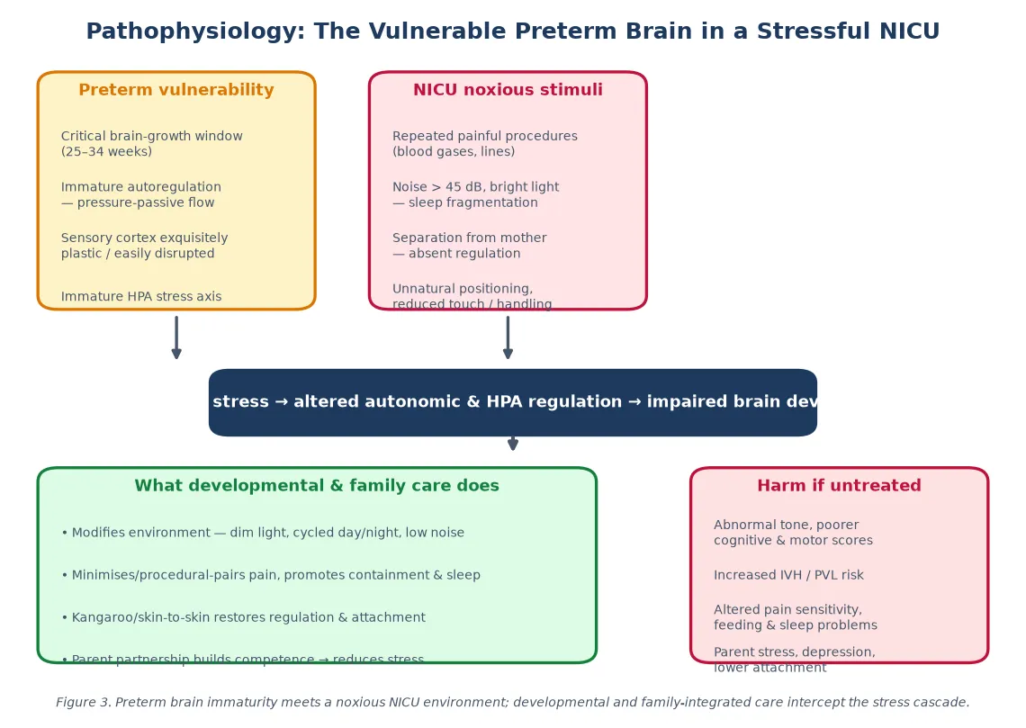 Two upstream drivers (preterm brain vulnerability and NICU noxious stimuli) converging on a stress-dysregulation cascade that causes developmental harm, with the protective interventions of developmental and family-integrated care
