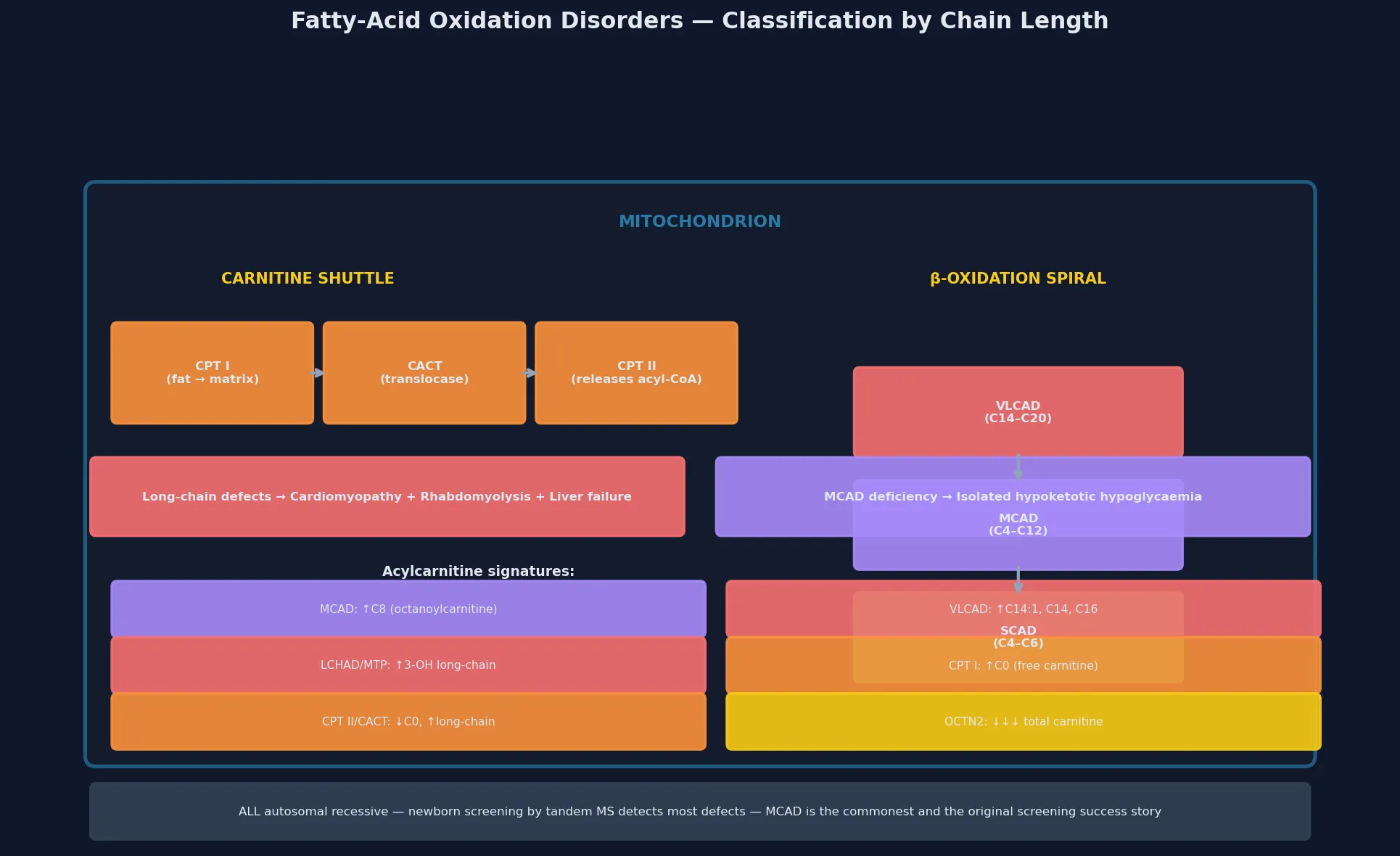 The fatty-acid oxidation pathway drawn across the carnitine shuttle and the mitochondrial beta-oxidation spiral, with each enzyme defect — OCTN2 (carnitine transporter), CPT I, CACT, CPT II, VLCAD, MTP/LCHAD, MCAD, SCAD — labelled at its block point alongside the chain-length range it handles, the accumulating metabolite signature, and the clinical phenotype, with a footer distinguishing the hypoketotic hypoglycaemia of MCAD from the cardiomyopathy and rhabdomyolysis of the long-chain defects