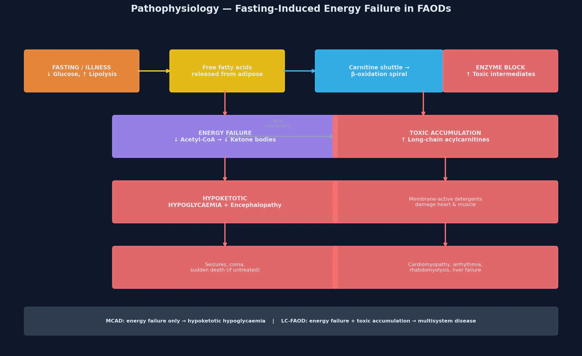 A five-step cascade showing fasting triggering lipolysis and fatty-acid mobilisation, the carnitine shuttle ferrying long-chain acyl-CoA into the mitochondrion, the beta-oxidation spiral generating acetyl-CoA and ketone bodies, the block at the enzyme producing energy failure with absent ketones, and in long-chain defects the accumulation of toxic intermediates causing cardiomyopathy, liver steatosis and rhabdomyolysis