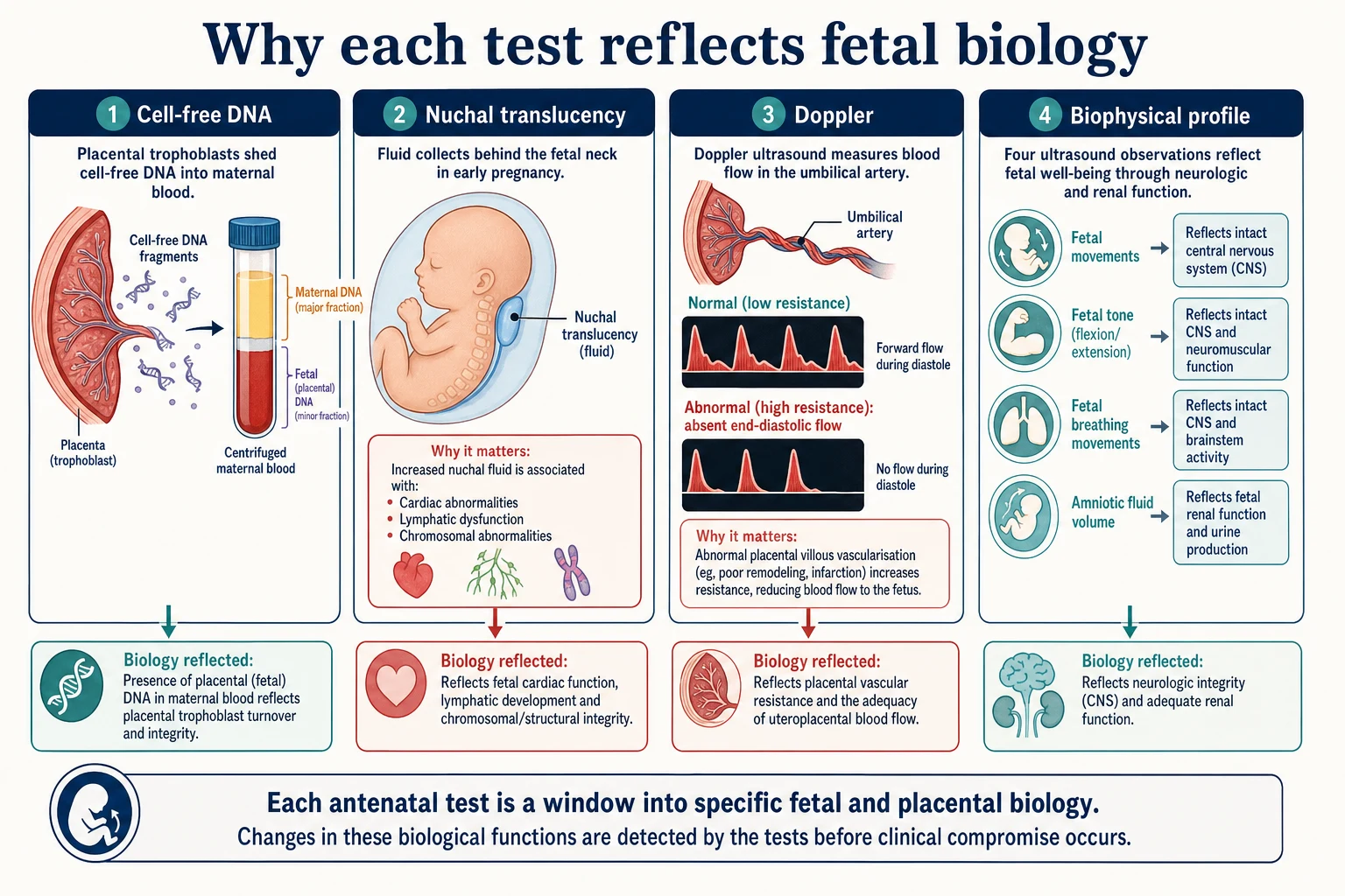 Educational mechanism diagram showing cell-free DNA placental origin, nuchal translucency biology, Doppler placental vascularisation and biophysical profile CNS and renal function