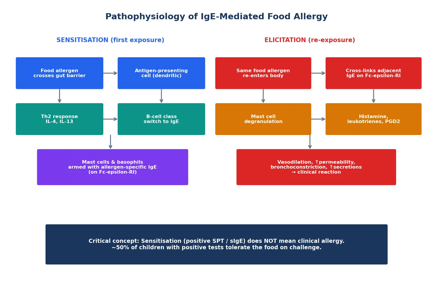 Two-phase IgE pathophysiology showing sensitisation phase with Th2 skewing, IgE class switching and mast-cell arming, and elicitation phase with IgE cross-linking, mast-cell degranulation and mediator release