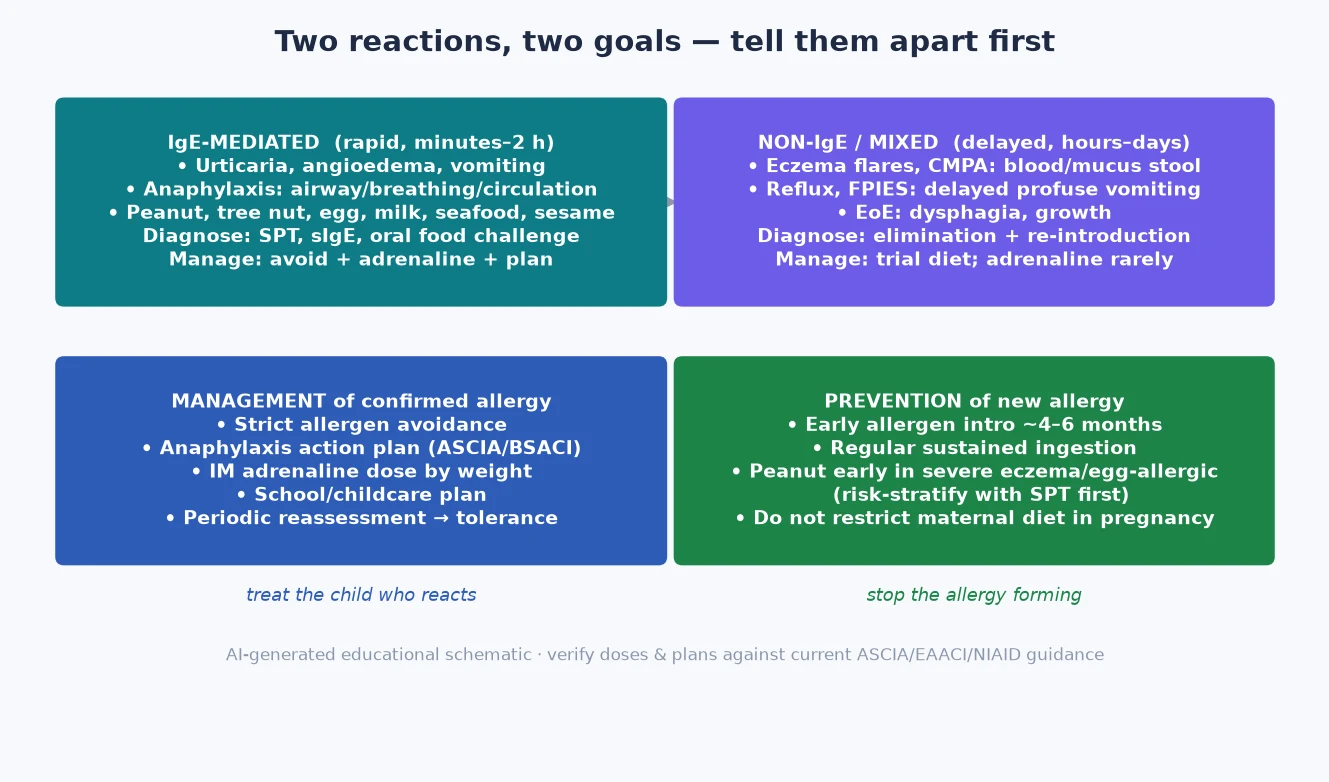 Four-quadrant educational schematic separating IgE-mediated from non-IgE food reactions and management from prevention goals