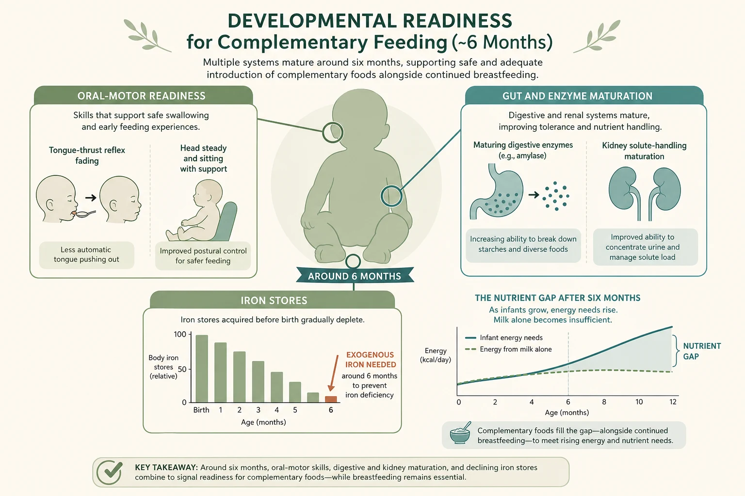 Developmental readiness for complementary feeding at around six months: oral-motor maturation, gut enzyme development, and depletion of iron stores meeting a rising energy gap