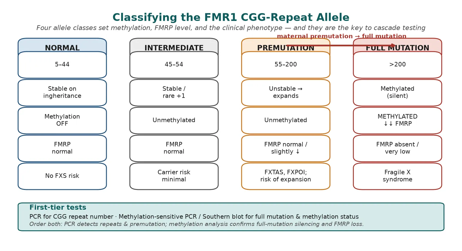 Four CGG-repeat allele classes shown as columns — normal (5-44 repeats), intermediate (45-54), premutation (55-200), and full mutation (over 200) — each with repeat number, stability, methylation status, FMRP level, and clinical phenotype, plus a footer naming FMR1 PCR and methylation analysis as first-tier tests