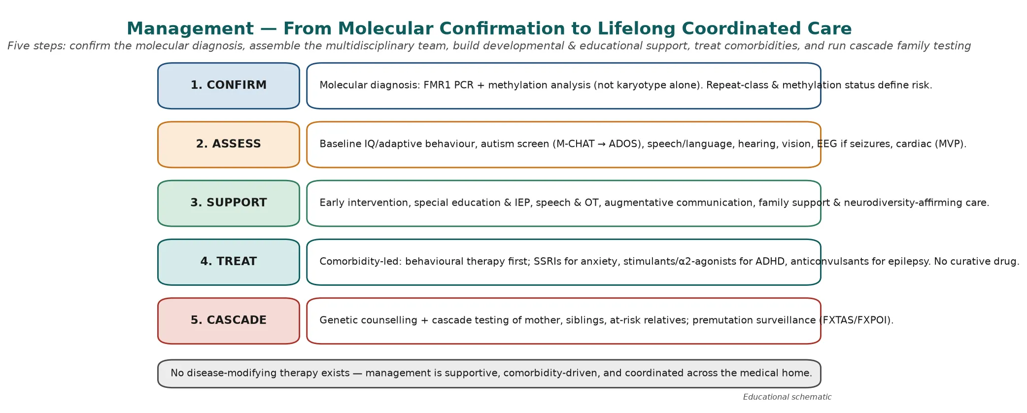 Five-step management ladder running from molecular confirmation through multidisciplinary baseline assessment, developmental and educational support, comorbidity treatment with behavioural and pharmacological tools, to cascade family testing and premutation surveillance