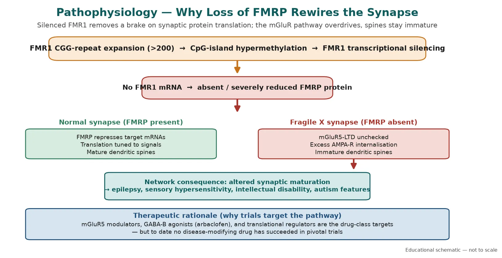 Pathophysiology cascade from CGG-repeat expansion and CpG-island methylation, to FMR1 silencing and absent FMRP, shown beside a comparison of a normal synapse (FMRP present, mature spines) with a fragile X synapse (FMRP absent, unchecked mGluR5-LTD, immature spines), and a footer on the therapeutic rationale