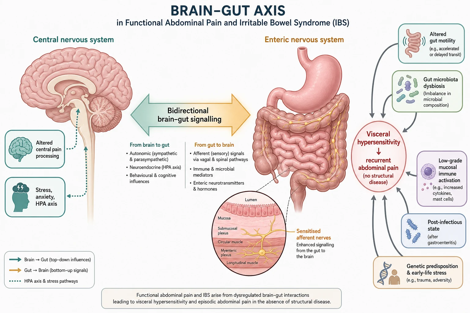 Pathophysiology diagram of the gut-brain axis showing the central nervous system connected by bidirectional signalling to the enteric nervous system, with visceral hypersensitivity, altered gut motility, microbiota dysbiosis, low-grade mucosal immune activation, a post-infectious state, and genetic and early-life stress factors converging on recurrent abdominal pain without structural disease.