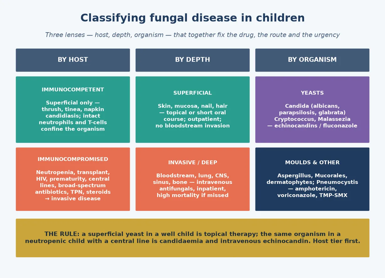 Three-column schematic of fungal disease classification: by host (immunocompetent with superficial disease versus immunocompromised with invasive disease), by depth (superficial versus invasive), and by organism (yeasts Candida and Cryptococcus, moulds Aspergillus and Mucorales and dermatophytes, dimorphic fungi and Pneumocystis), with the host-tier-first rule