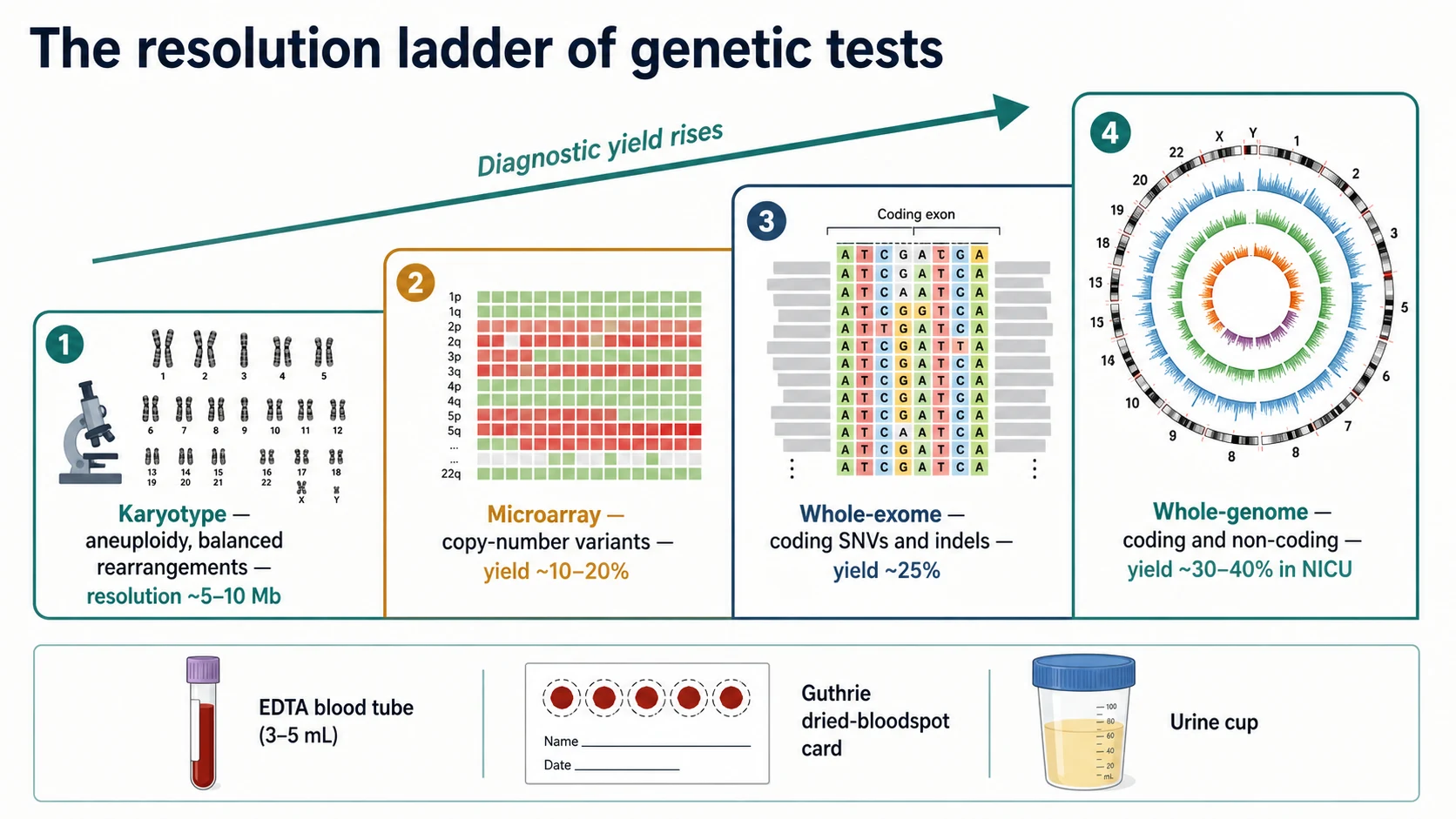 A horizontal resolution ladder running left to right from a low-power chromosome karyotype (banded chromosomes), to a chromosomal microarray grid of red and green copy-number blocks, to a whole-exome sequencing read pile-up of coloured letters, to a whole-genome circular genome plot, with the size of the detectable variant decreasing and the diagnostic yield rising across the four rungs, and an icon row beneath showing blood tube, blood spot on card, and urine cup sample types