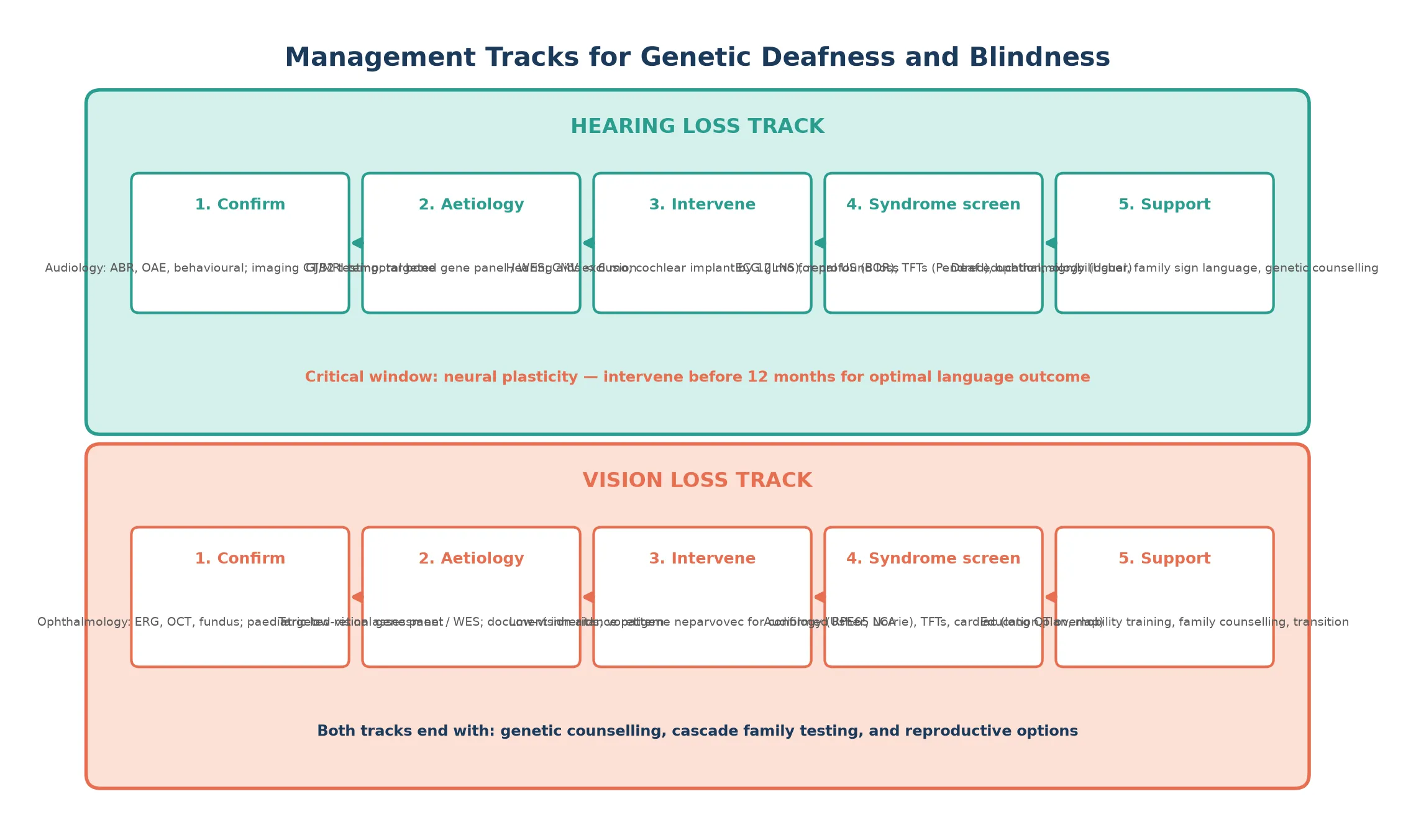 Two parallel management tracks: a hearing loss track in five steps from confirmation through audiology, aetiology with GJB2 and gene panels, intervention with hearing aids or cochlear implants, syndrome screening with ECG and renal ultrasound, and support with deaf education and counselling, alongside a vision loss track with five steps from ophthalmology confirmation through retinal gene panels, low-vision aids or voretigene neparvovec, syndrome screening with audiology, and education and mobility support