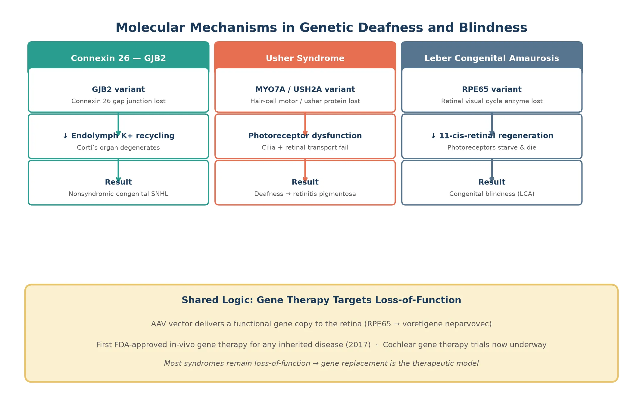 Three parallel molecular cascades: GJB2 loss leading through absent connexin-26 gap junctions to potassium accumulation and hair-cell degeneration, Usher gene loss through disrupted hair-cell and photoreceptor cilia transport to deafness and retinitis pigmentosa, and RPE65 loss through failed visual-cycle 11-cis-retinal regeneration to photoreceptor death and Leber congenital amaurosis, with a footer on AAV gene therapy replacing the missing gene
