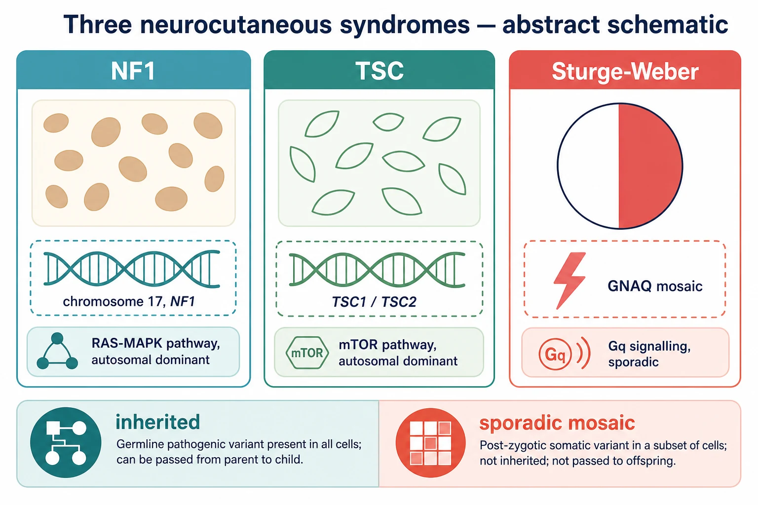 Three-panel schematic of neurocutaneous syndrome classification: panel one neurofibromatosis type 1 with multiple cafe-au-lait macules, axillary freckling, neurofibromas and a Lisch-nodule eye tagged NF1 autosomal dominant; panel two tuberous sclerosis with facial angiofibromas, an ash-leaf hypopigmented macule, a shagreen patch and an ungual fibroma tagged TSC1 or TSC2 mTOR; panel three Sturge-Weber with a unilateral forehead port-wine stain, a leptomeningeal-angioma brain and a glaucoma eye tagged somatic mosaic GNAQ; a footer bar contrasts autosomal dominant NF1 and TSC against sporadic mosaic Sturge-Weber