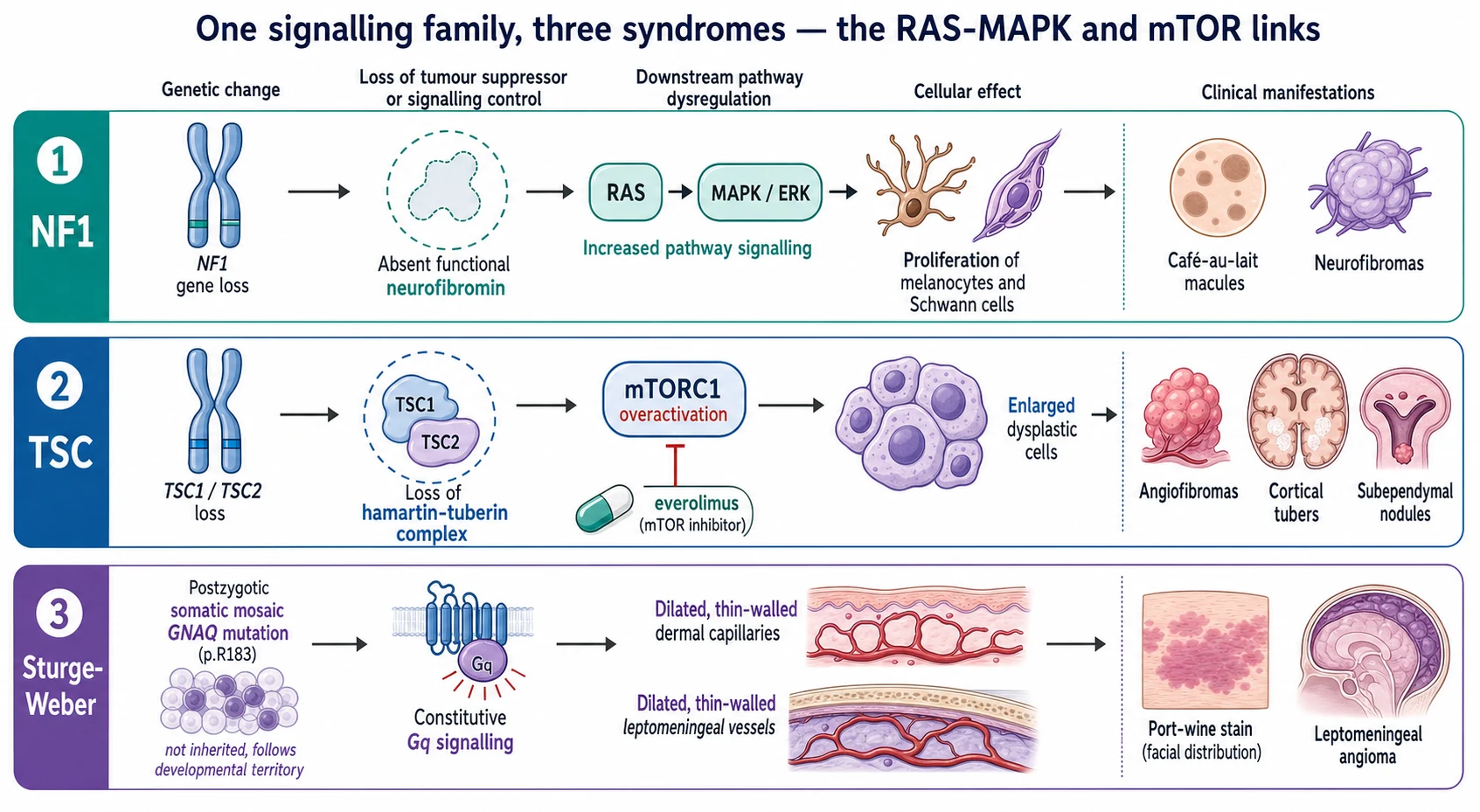 Three-lane pathophysiology cascade under the title one signalling family three syndromes: lane one NF1 showing NF1 gene loss, absent neurofibromin, RAS then MAPK or ERK overactivation growing melanocytes and Schwann cells into cafe-au-lait macules and neurofibromas; lane two TSC showing TSC1 or TSC2 loss, loss of the hamartin-tuberin brake, mTORC1 overactivation growing dysplastic cells into angiofibromas and tubers, with an everolimus pill inhibiting mTORC1; lane three Sturge-Weber showing a postzygotic somatic mosaic GNAQ p.R183 mutation, constitutive Gq signalling, and dilated thin-walled dermal and leptomeningeal vessels producing a port-wine stain and leptomeningeal angioma