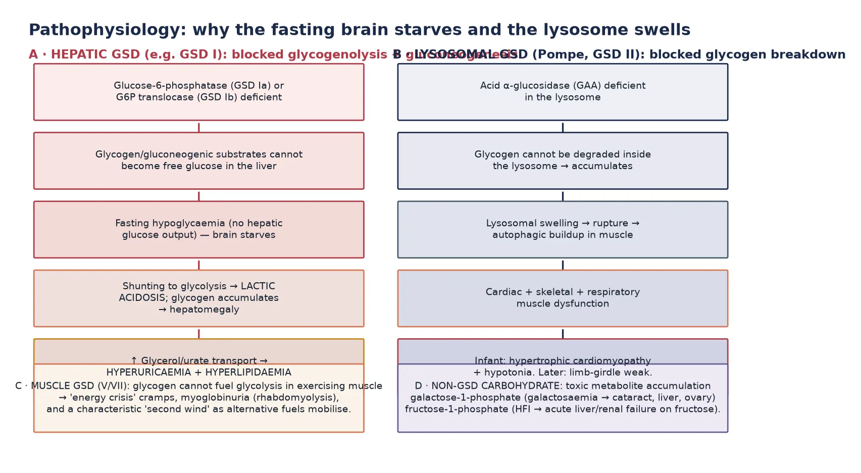 Two parallel cascades: panel A shows the hepatic glycogen storage disease mechanism (glucose-6-phosphatase or translocase deficiency leading to fasting hypoglycaemia, lactic acidosis, hepatomegaly from glycogen accumulation, and hyperuricaemia with hyperlipidaemia). Panel B shows the Pompe lysosomal mechanism (acid alpha-glucosidase deficiency leading to lysosomal glycogen accumulation, lysosomal swelling and rupture, and cardiac plus skeletal plus respiratory muscle dysfunction); with two footer panels for the muscle glycogenosis energy-crisis cramps and the non-GSD toxic-metabolite accumulation (galactose-1-phosphate and fructose-1-phosphate)