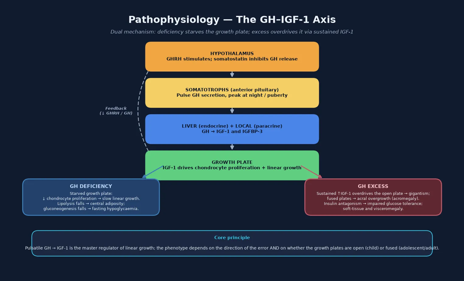 A vertical cascade showing the hypothalamus releasing GHRH and somatostatin, the anterior pituitary somatotrophs releasing pulsatile growth hormone, the liver generating IGF-1 and IGFBP-3, and the growth plate responding with chondrocyte proliferation, with a dashed feedback loop from IGF-1 back to the hypothalamus, and two consequence branches splitting downward — a deficiency branch showing a starved growth plate with slow linear growth, central adiposity and fasting hypoglycaemia, and an excess branch showing an overdriven growth plate with gigantism or acral overgrowth and impaired glucose tolerance