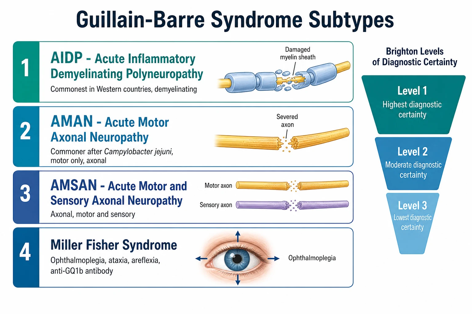 A diagnostic classification schematic on a white background showing the four Guillain-Barre subtypes as horizontal boxed rows: AIDP with a damaged myelin sheath, AMAN with a severed motor axon, AMSAN with severed motor and sensory axons, and the Miller Fisher syndrome with an eye showing ophthalmoplegia, alongside a vertical funnel of the three Brighton diagnostic levels.