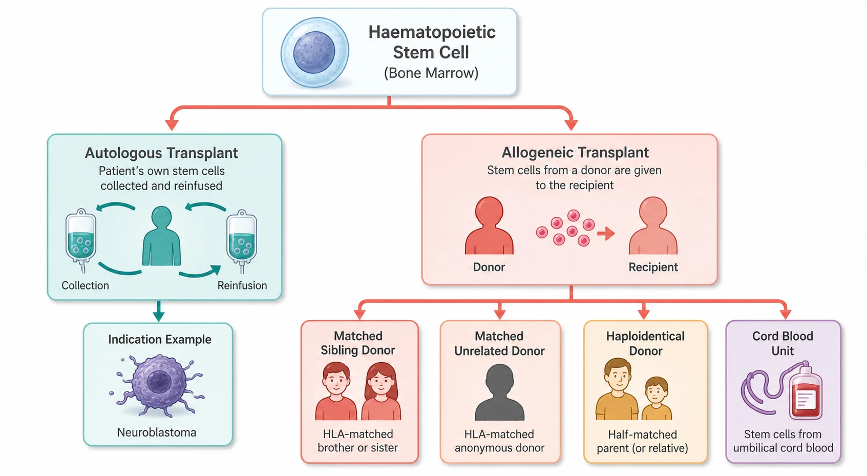 A clean schematic on a white background showing the classification tree of haematopoietic stem-cell transplantation. At the top a single pale blue bone marrow stem cell icon. Two coral arrows descend to two parent boxes side by side. The left teal box represents the autologous transplant with a circular arrow showing the child's own cells collected and reinfused, a single child box beneath it labelled high-risk solid tumour with a neuroblastoma icon. The right coral-red box represents the allogeneic transplant with a donor and recipient icon and hangs four child boxes beneath it: a larger coral box with two siblings for the matched sibling donor, a salmon box with an anonymous donor silhouette for the matched unrelated donor, an amber box with a half-matched parent for the haploidentical donor, and a violet box with an umbilical cord for the cord blood unit. All boxes have soft shadows and clear sans-serif labels in dark grey.