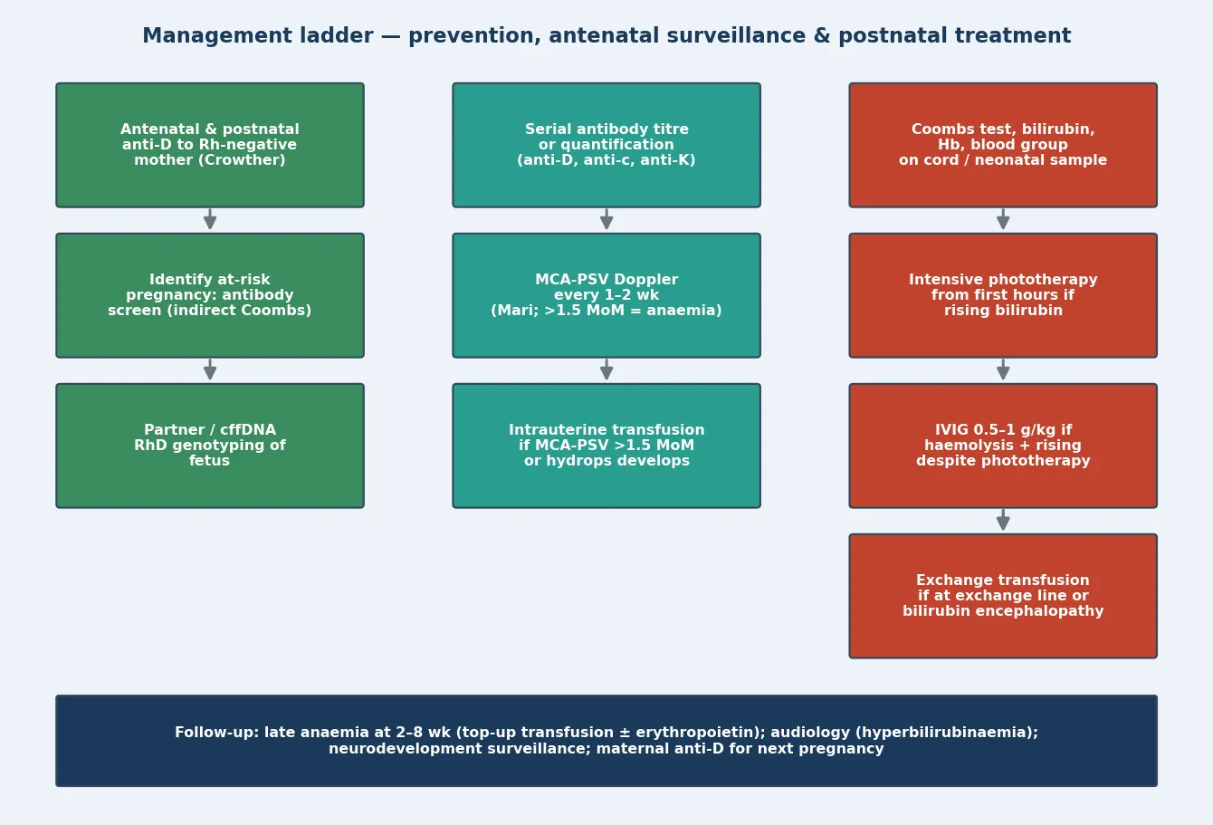 Educational three-column ladder showing prevention (anti-D, antibody screen, cffDNA genotyping), antenatal surveillance (titre, MCA-PSV Doppler, intrauterine transfusion) and postnatal treatment (Coombs and bilirubin, intensive phototherapy, IVIG, exchange transfusion), with a follow-up banner for late anaemia, audiology and neurodevelopment