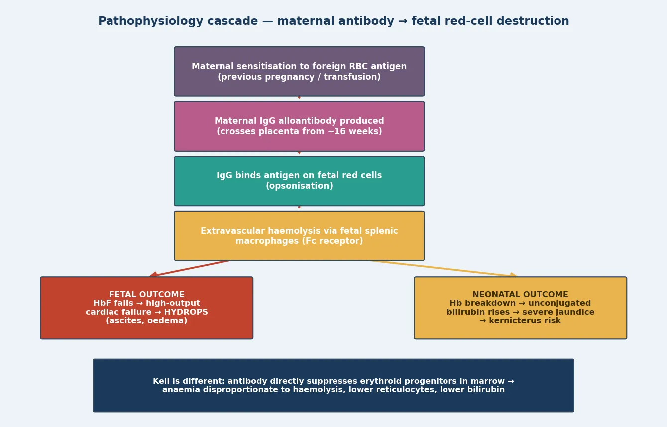 Educational vertical cascade from maternal sensitisation through IgG crossing the placenta, antibody binding fetal red cells, extravascular splenic haemolysis, then two divergent outcomes — fetal hydrops from anaemia and neonatal severe jaundice from bilirubin — with a bottom panel noting that Kell suppresses marrow erythropoiesis